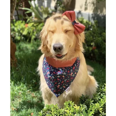 Perro con bandana floral y moño a juego